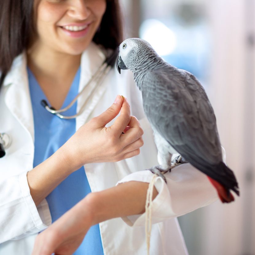 Saúde das Aves